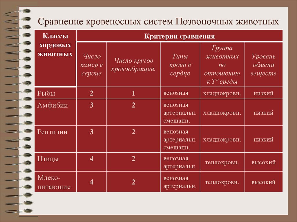 Позвоночные таблица. Кровеносные системы сравнительная таблица. Сравнительная характеристика кровеносной системы позвоночных.