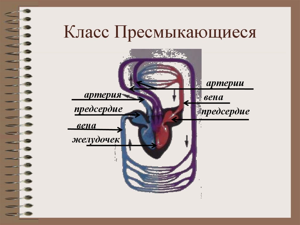 Класс пресмыкающиеся кровеносная система. Малый круг кровообращения у рептилий. Круги кровообращения пресмыкающихся схема. Схема кровообращения рептилий. Кровеносная рептилий.