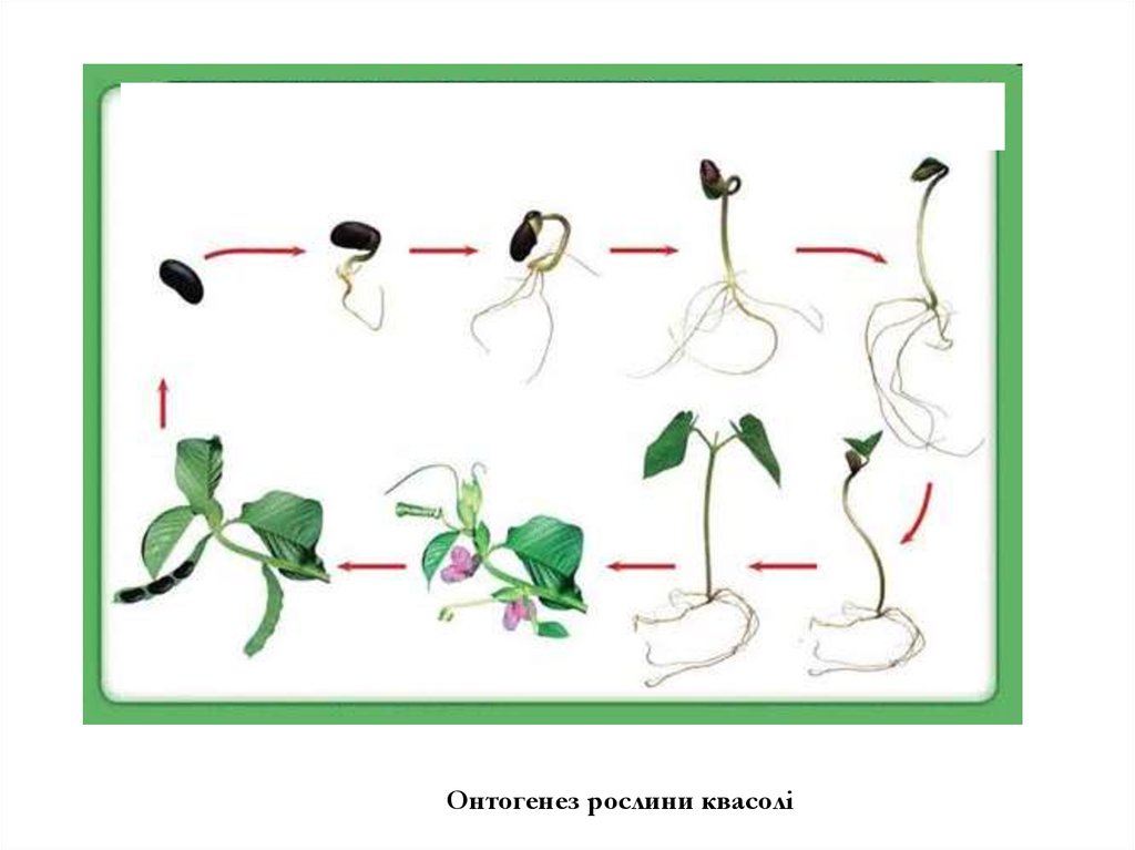 При делении жизненного цикла овощных растений онтогенез. Фазы онтогенеза растений. Онтогенез растений схема. Онтогенеза, генеративный период растения. Этапы онтогенеза растений и животных.