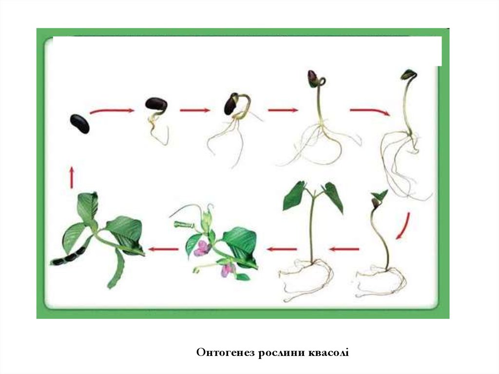 Онтогенез растений. Онтогенез растений схема. Этапы онтогенеза растений. Этапы онтогенеза высших растений. Этапы онтогенеза растений и животных.