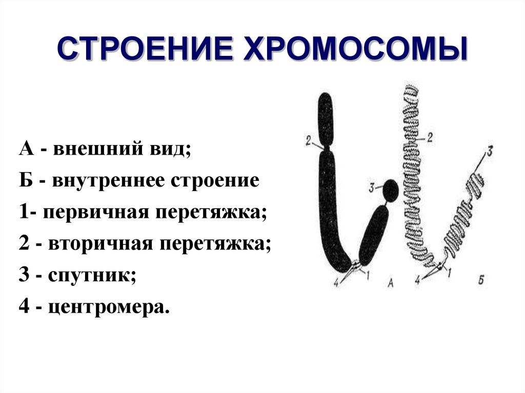 Внутреннее строение хромосом. Схема строения хромосомы. Строение хромосомы без подписей. Схематическое строение хромосомы. Строение хромосомы схема с подписями.