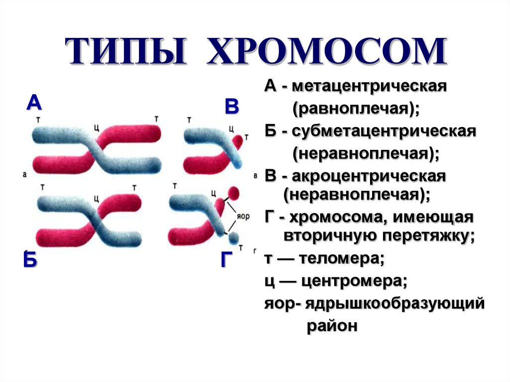 Графическое изображение хромосом