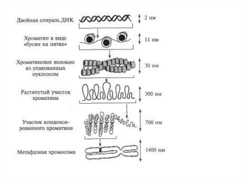 Формирование хромосом. Уровни структурной организации хроматина хромосом. Уровни структурной организации хроматина. Уровни организации хроматина в метафазной хромосоме.