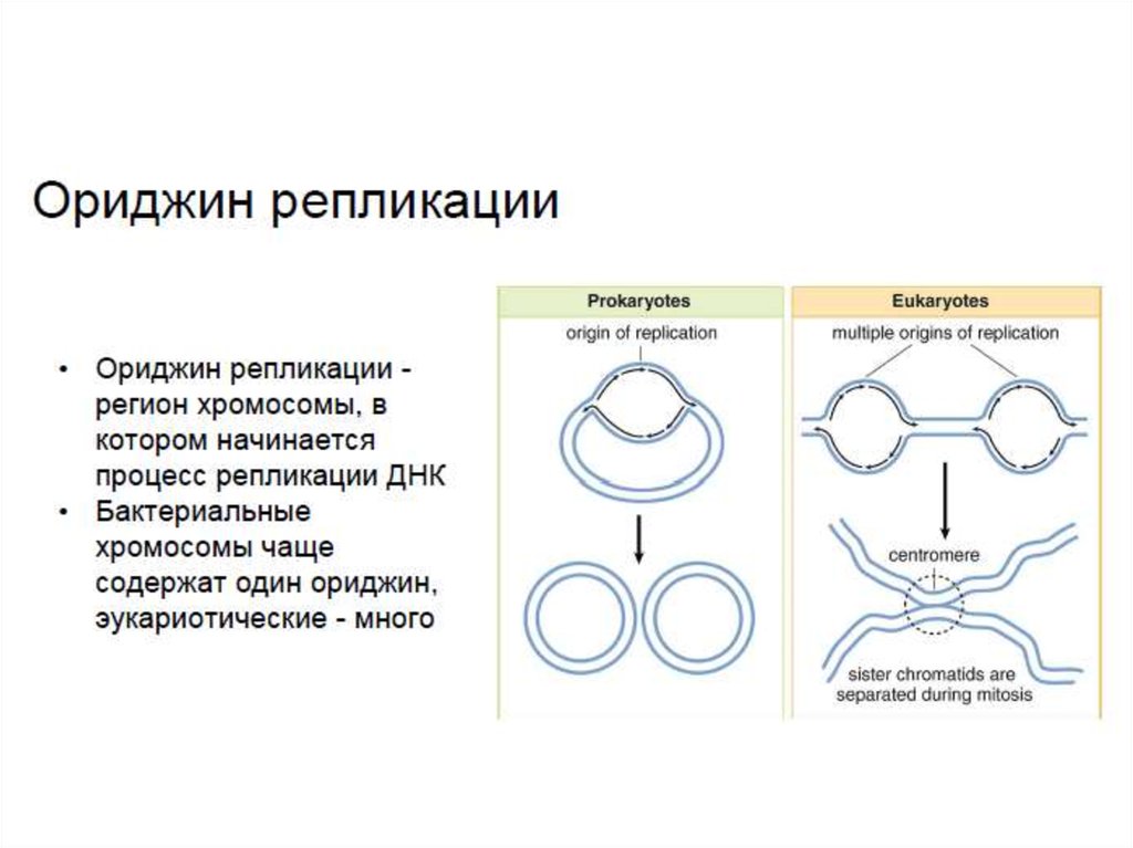 Процесс репликации