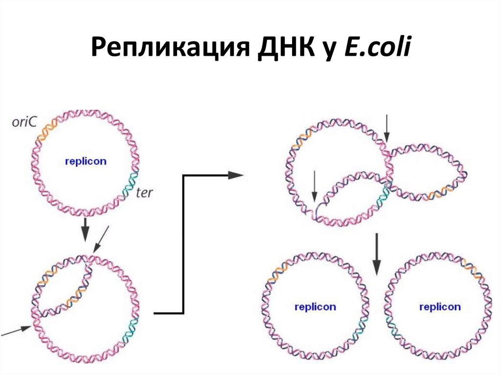 Репликация белка