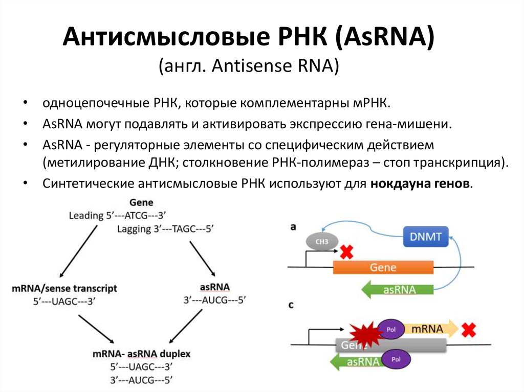 Одноцепочечная рнк. Структура ИРНК эукариот. Терапия антисенс РНК. Роль МРНК. Репликация ДНК биохимия.