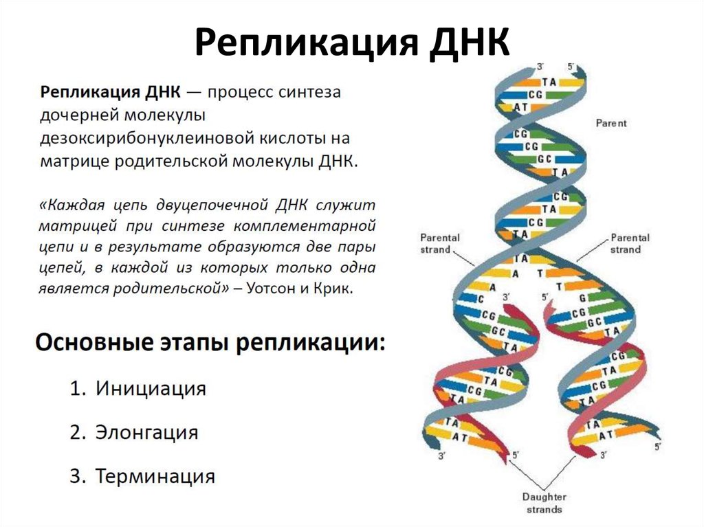Другое название днк. Описание основных этапов репликации ДНК. Репликация 10 класс кратко. Опишите основные этапы репликации ДНК. Репликация молекулы ДНК (РНК).