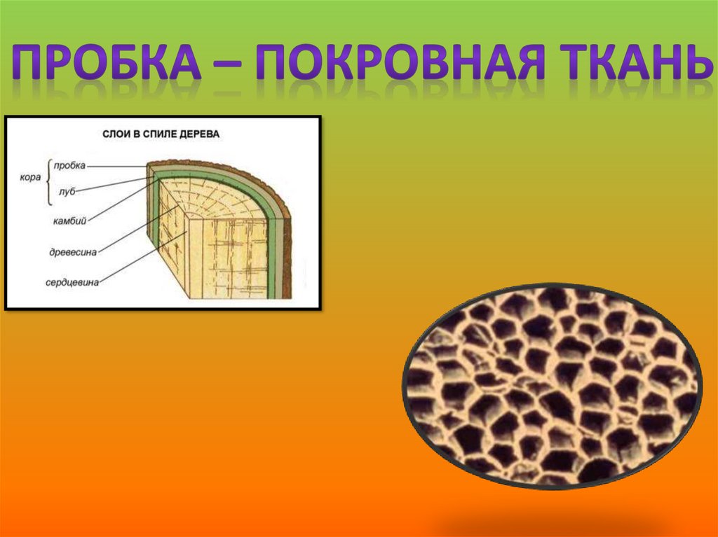 Слой покровной ткани