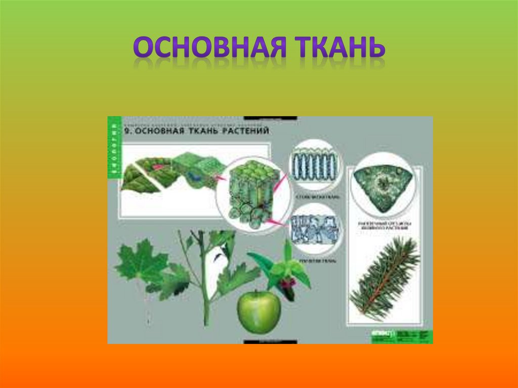 Органы основной ткани