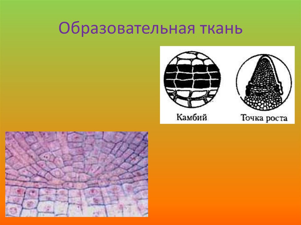 Образовательная ткань это