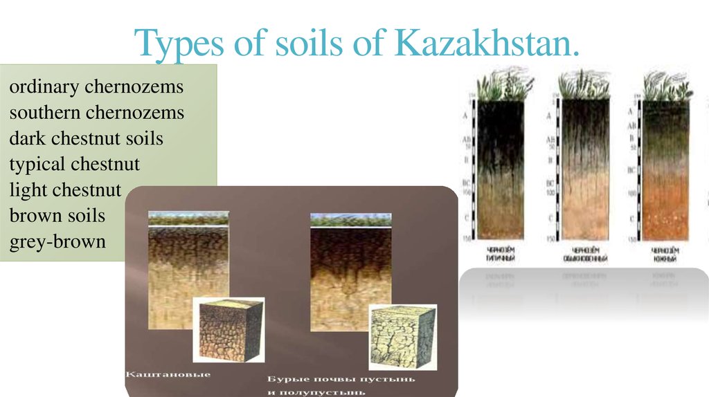 Теплые и холодные почвы. Types of Soil. Grey Soil. Соил Казахстан. Golden Soil тетрадь.