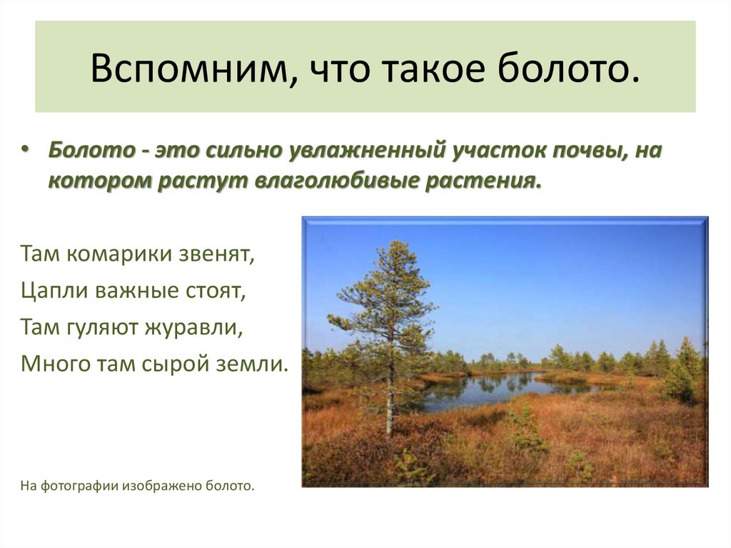 Объяснить болото. Понятие болото. Описание болота. Болото это определение. Что такое болото кратко.