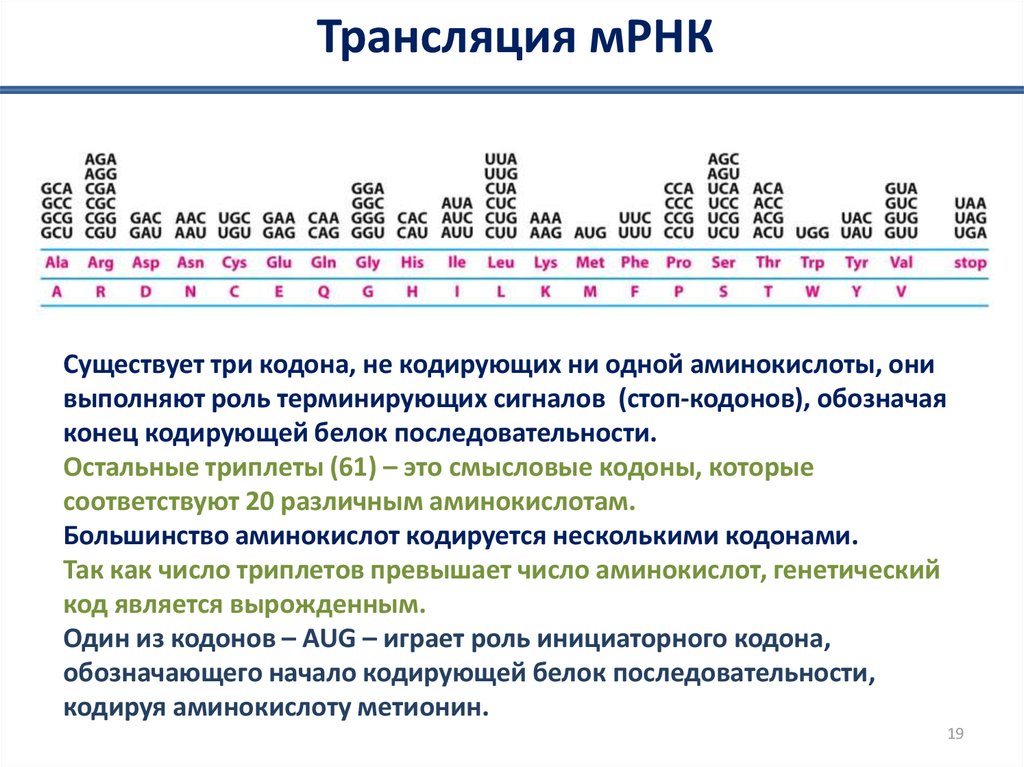 Один кодон кодирует несколько аминокислот. Смысловой кодон. МРНК которому соответствует ага. 61 Имеет смысловой кодон. Ааугццгугауцггаццгуаугагццаггаа напишите триплет кодирующий.