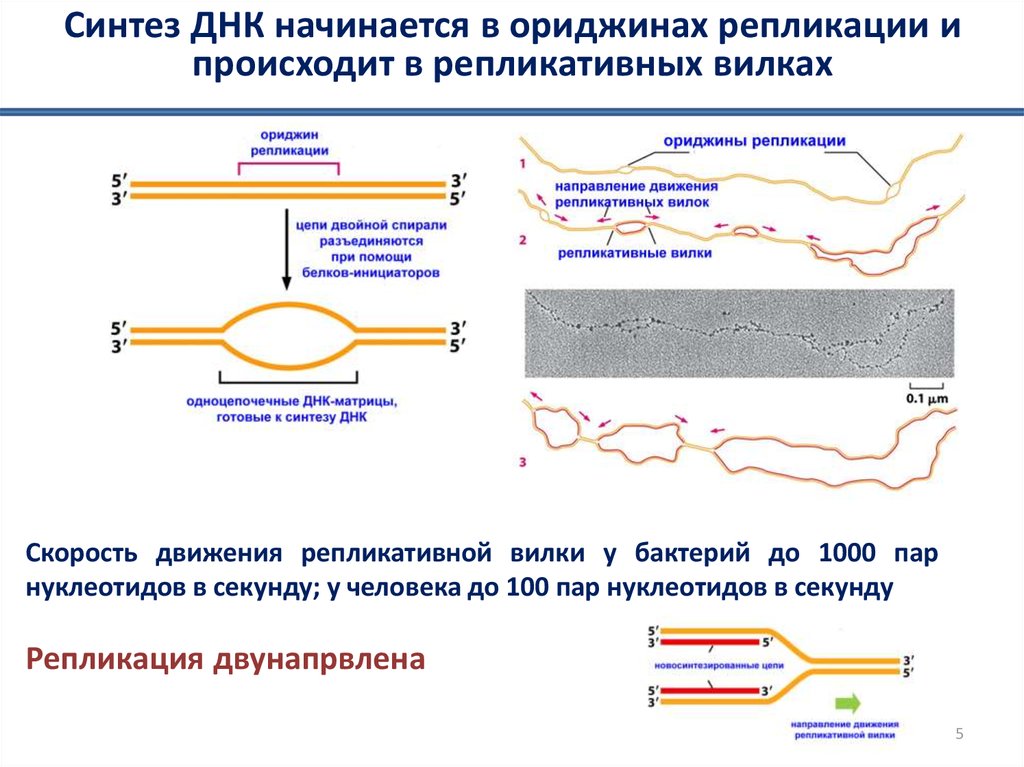 Цепи синтезированной днк