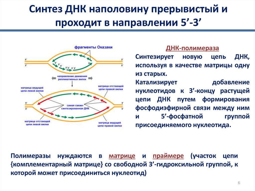 Синтезируют цепи днк. Синтез ДНК. Синтез молекулы ДНК. Направление синтеза ДНК при репликации. Синтез дочерних цепей ДНК осуществляется.