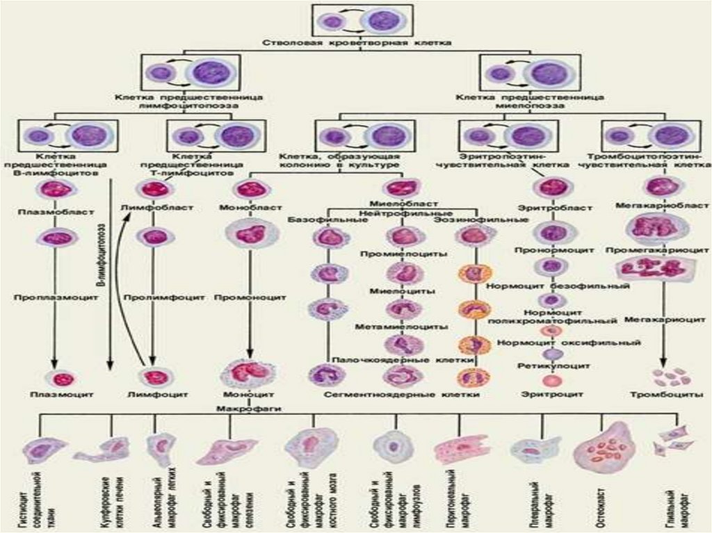 Особенности развития клеточных элементов белой крови схема миело и лимфопоэза