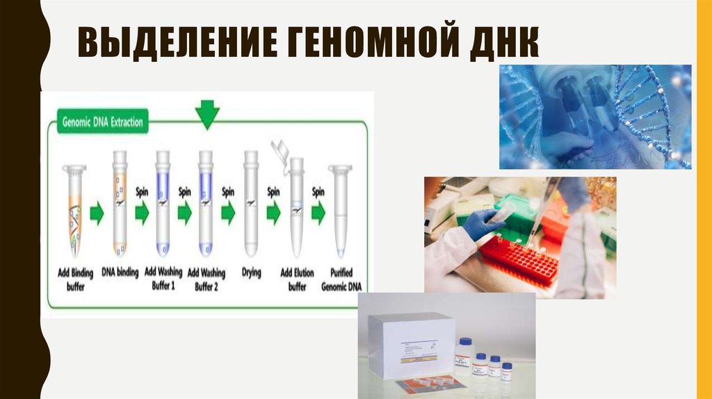 Процесс выделения днк. Выделение геномной ДНК. Выделение ДНК схема. Выделение ДНК В лаборатории. Методы выделения ДНК.