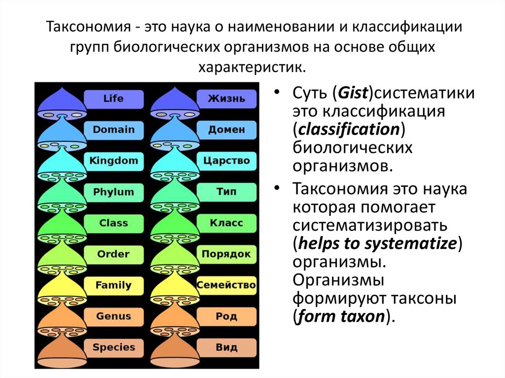 Основные таксономические группы