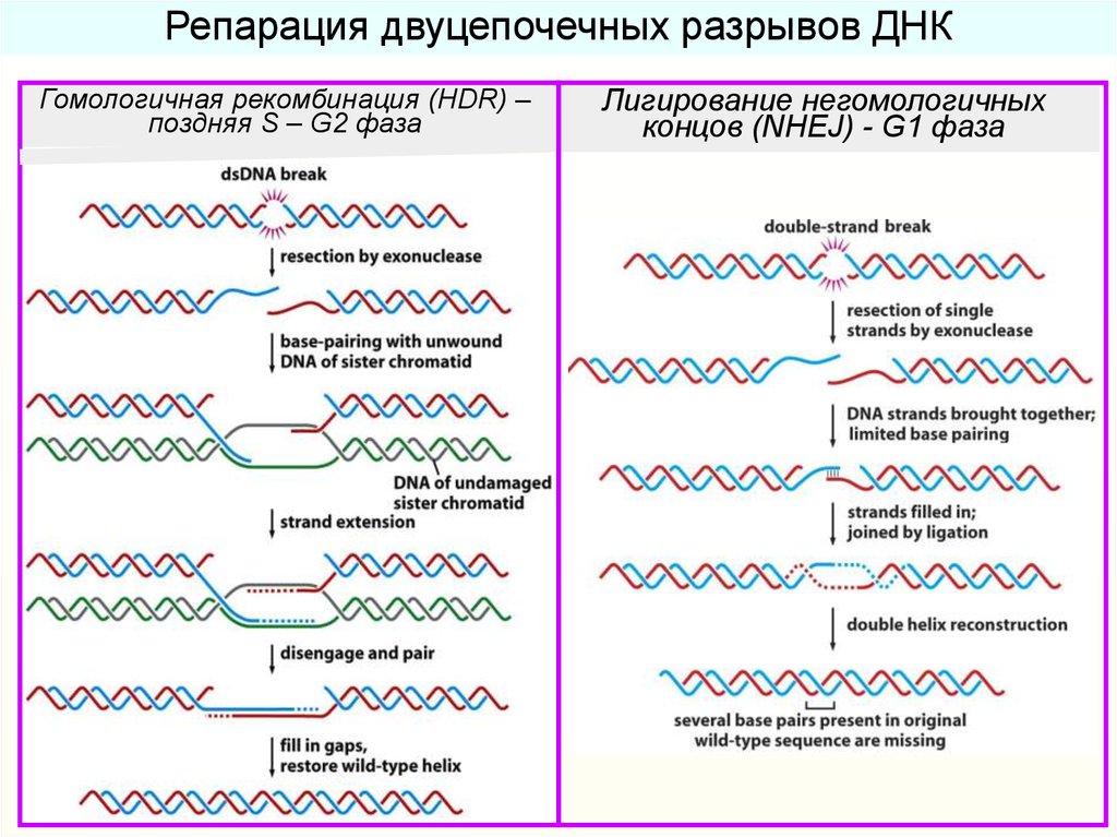 Разрыв цепи днк. Репарация двухцепочечных разрывов ДНК. Негомологичное соединение концов ДНК. Репарация двуцепочечных разрывов. Гомологичная рекомбинация репарация.