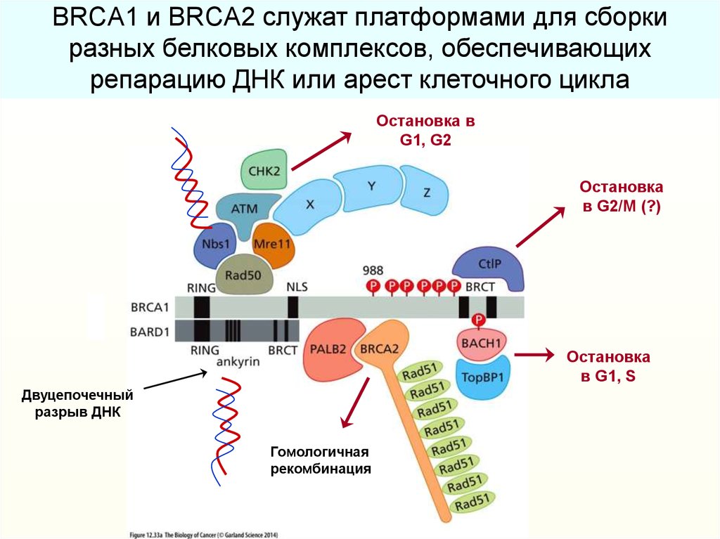 Ген тест 1. Мутации в генах brca1 и brca2. Ген brca2. Мутация Гена BRCA. Мутации в генах BRCA.