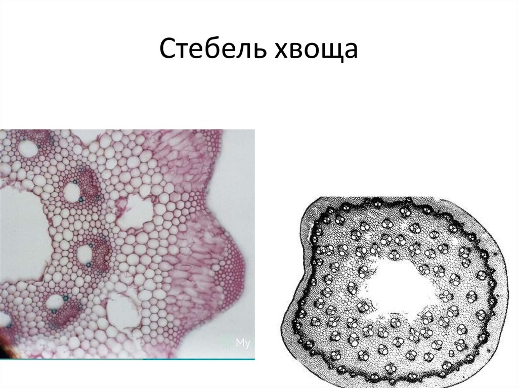 Хвощи стебель. Поперечный срез стебля хвоща полевого. Анатомическое строение стебля хвоща полевого. Срез стебля хвоща полевого. Артростела хвощей.