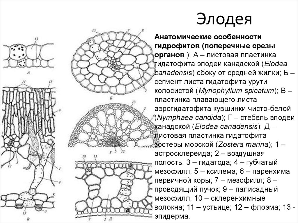 Особенности внутреннего строения элодеи. Поперечный срез стебля рдеста. Поперечный срез черешка листа бегонии. Ткани растений поперечный срез листа.