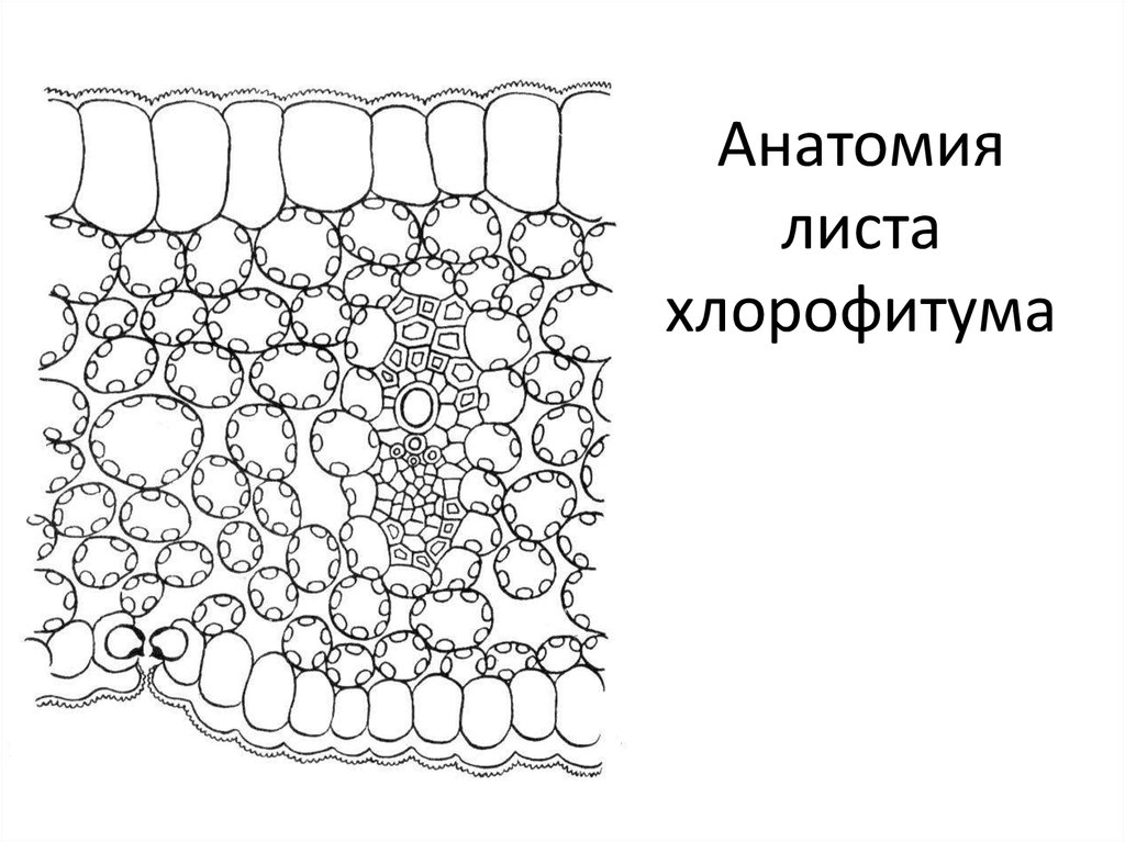 Анатомия листа