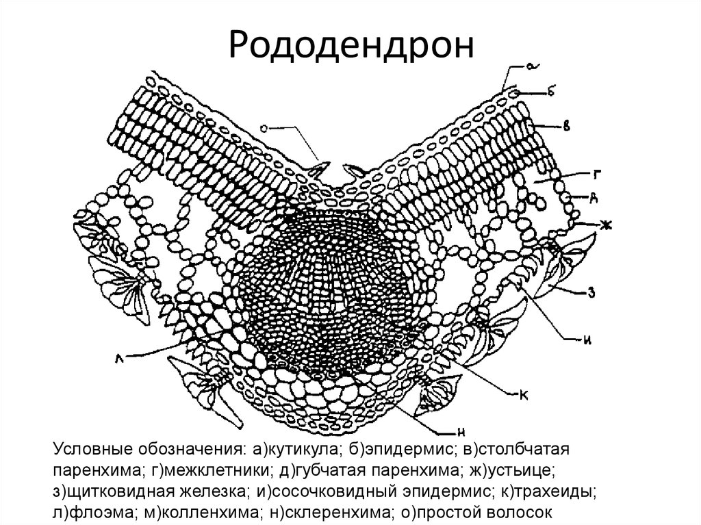 Ассимиляционная ткань фото