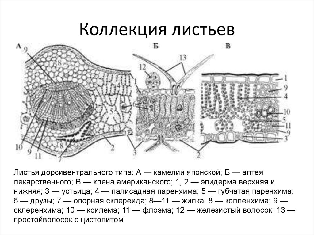 Строение листа камелии рисунок