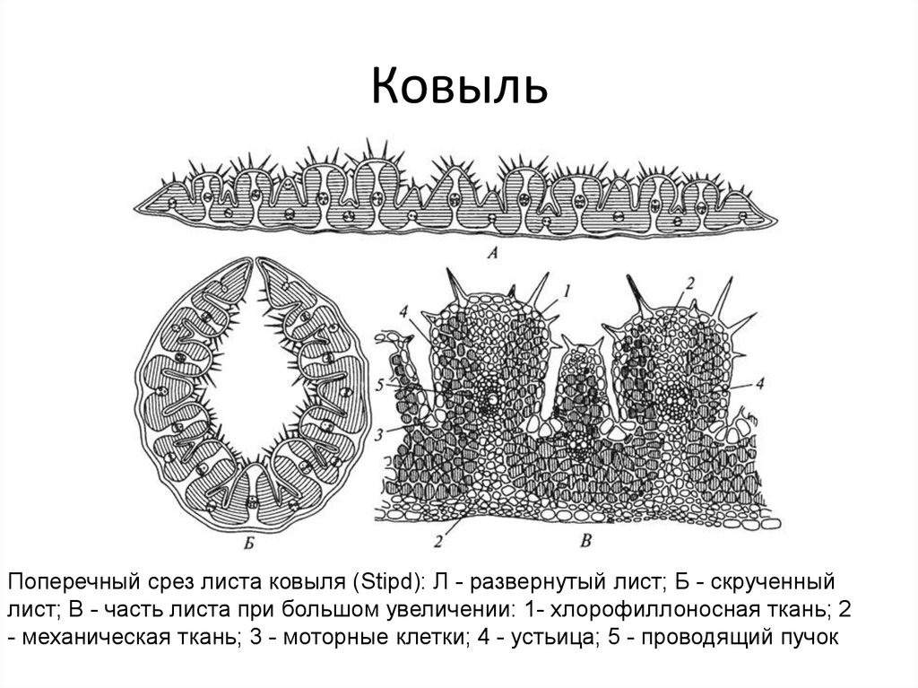 На рисунке изображено поперечное сечение листа рассмотрите рисунок и дополните текст