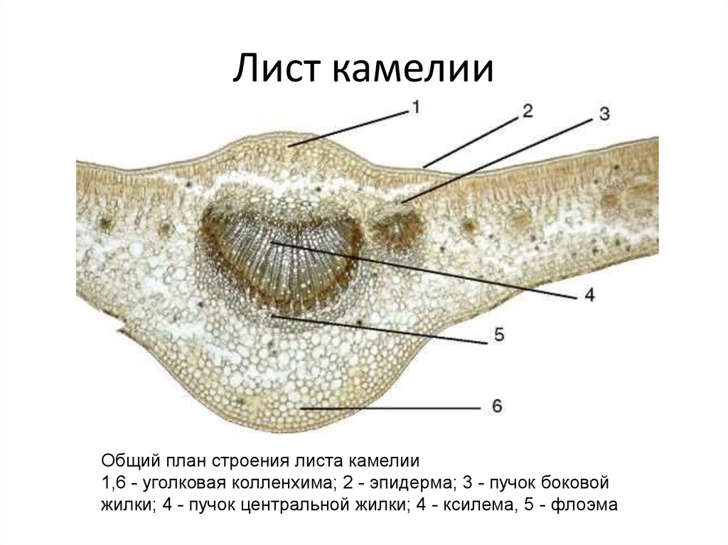 Строение листа камелии рисунок