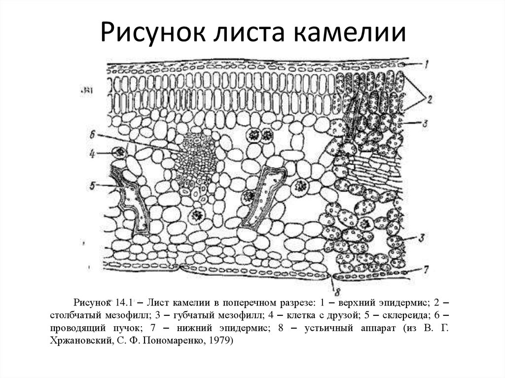 Какой буквой на рисунке обозначена фотосинтезирующая ткань