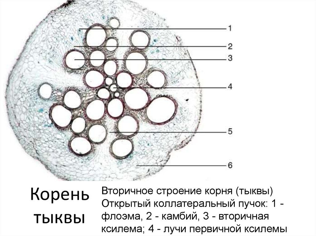 Вторичное строение. Вторичное строение корня тыквы на поперечном срезе. Первичное строение корня тыквы. Первичное Анатомическое строение корня тыквы. Поперечный срез корня тыквы обыкновенной.