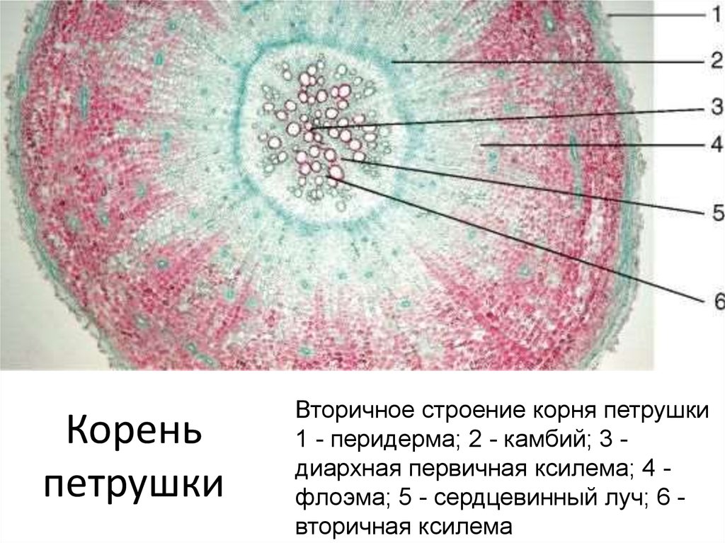 Микропрепарат корня под микроскопом