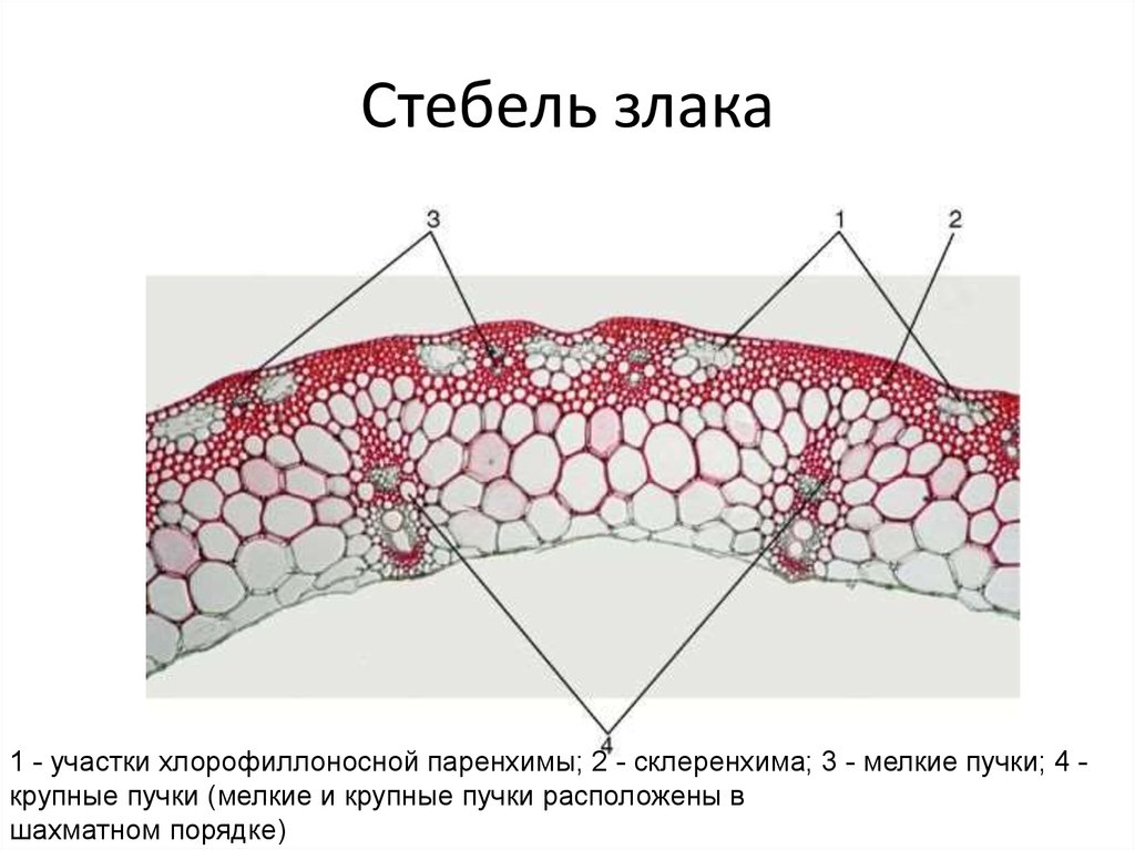 Стебель злака