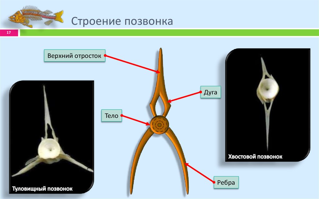 Внешнее строение 6