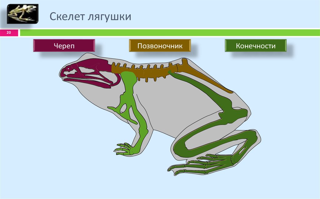 Отделы тела лягушки и ящерицы