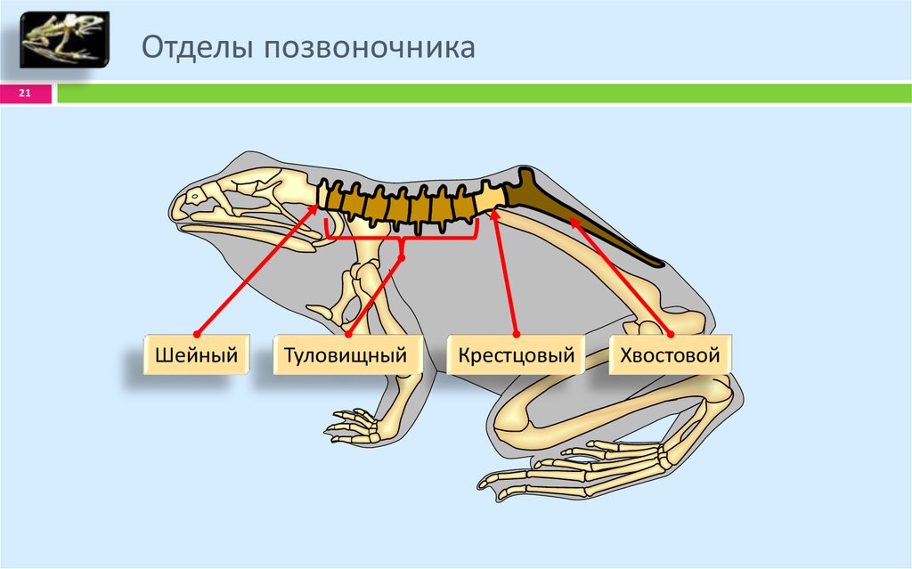 Скелет лягушки позвоночник. Крестцовый отдел позвоночника лягушки. Крестцовый отдел позвоночника у земноводных. Скелет земноводных отделы позвоночника. Шейный и крестцовый отделы позвоночника лягушки.