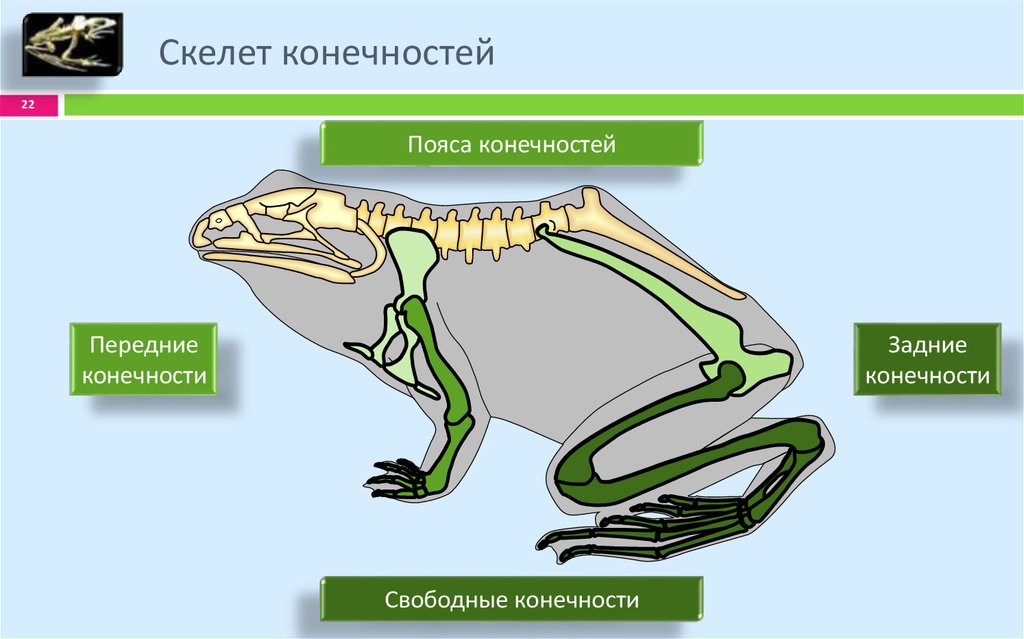 Тело земноводных состоит из. Строение пояса задних конечностей земноводных. Скелет земноводных лягушки. Пресмыкающиеся скелет передних конечностей. Скелет конечностей амфибий.