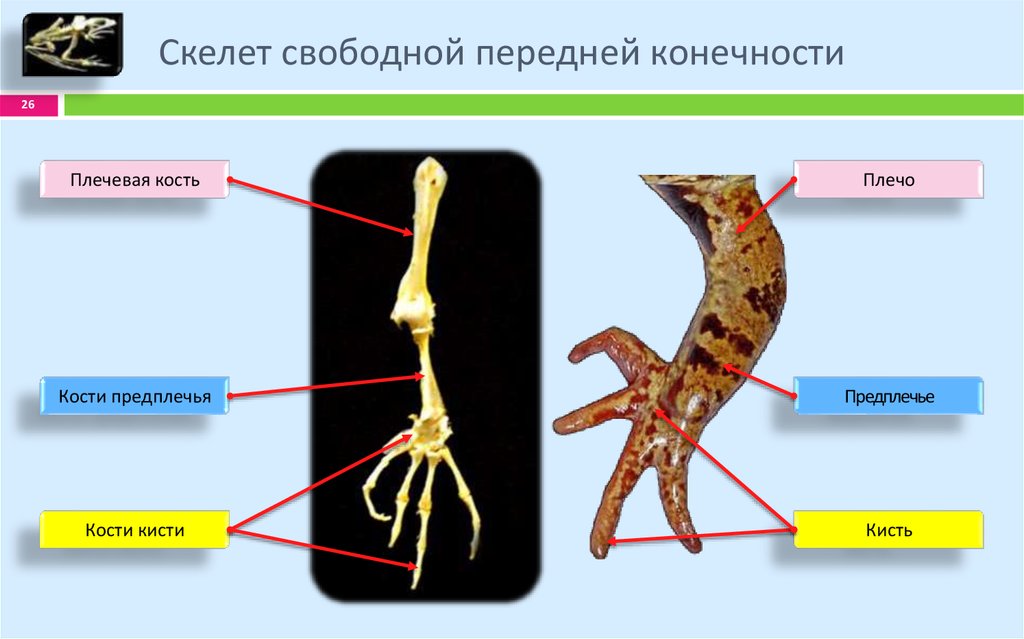 Скелет передней конечности птиц состоит из. Кости пояса передних конечностей у лягушки. Строение передних конечностей земноводных. Скелет лягушки передние конечности. Строение скелета рептилий конечность.