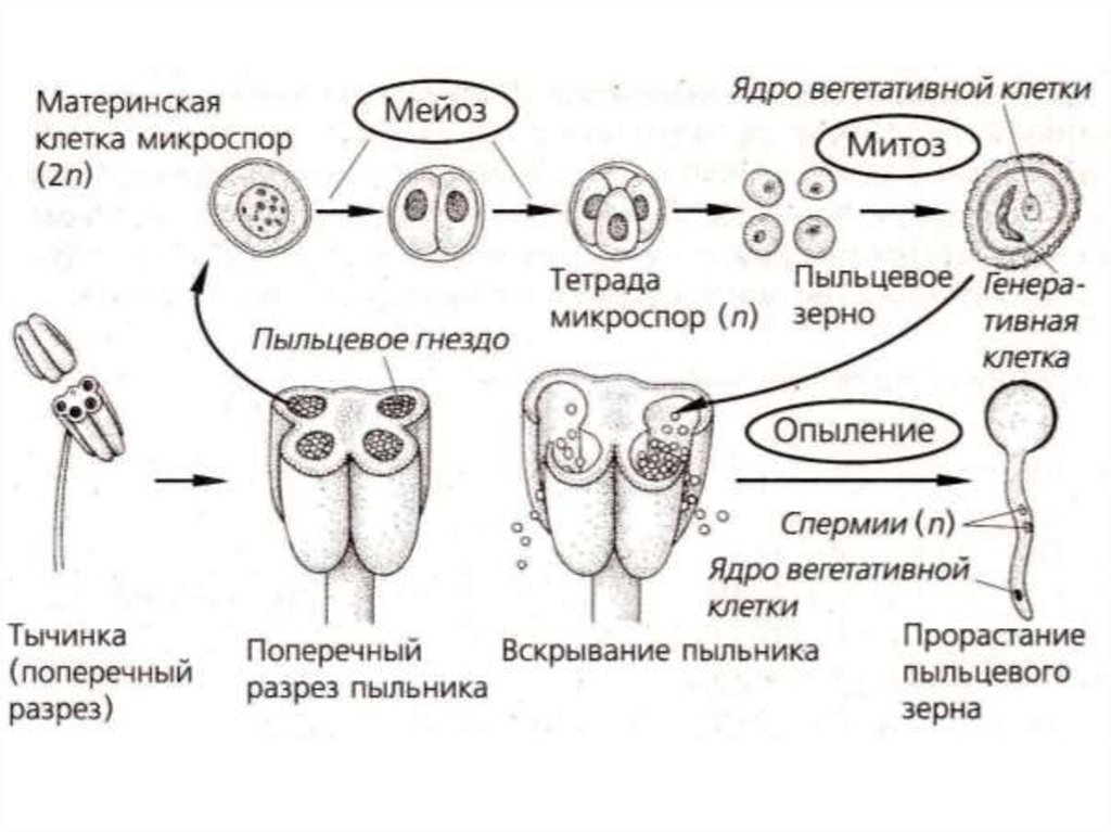 В результате какого деления образуются микроспоры. Образование мужского гаметофита у покрытосеменных. Строение пыльцы мужского гаметофита. Схема развития пыльцевого зерна. Схема развития мужского гаметофита.