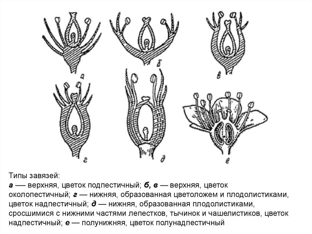 Цветоложе. Плодолистики цветковых растений. Типы завязи цветка. Положение завязи в цветке. Нижняя завязь у растений.