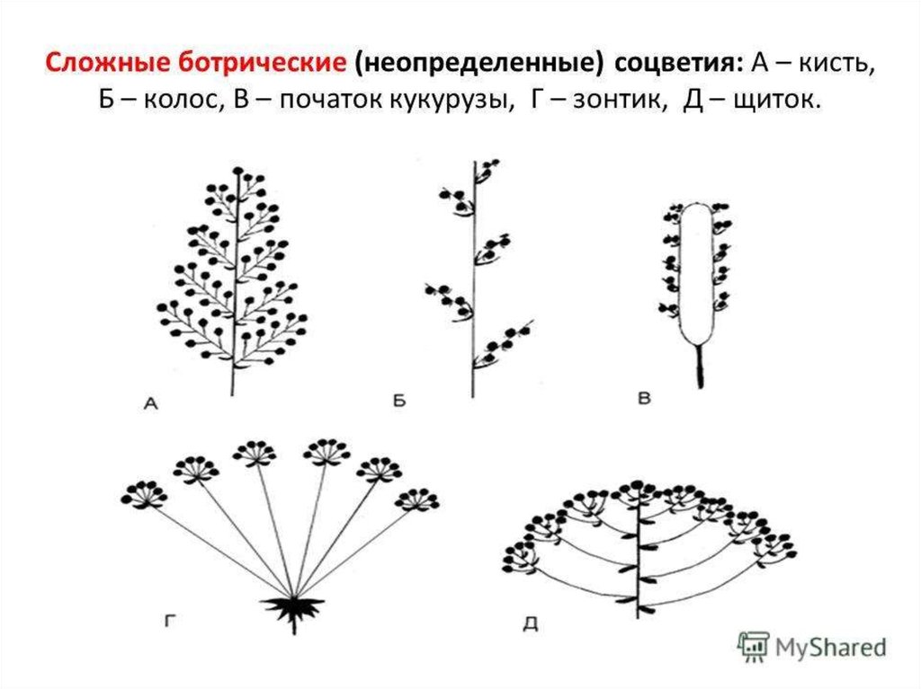 Сложные соцветия. Сложные ботриоидные соцветия. Ботрические и цимозные соцветия. Простые ботрические соцветия. 3. Сложные ботрические и цимозные соцветия..