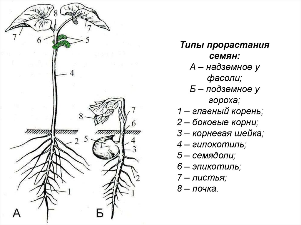 Внешнее строение травянистого цветкового растения пастушья сумка. Эпикотиль и гипокотиль. Гипокотиль и эпикотиль гороха. Типы прорастания семян. Органы цветкового растения подземные и надземные.