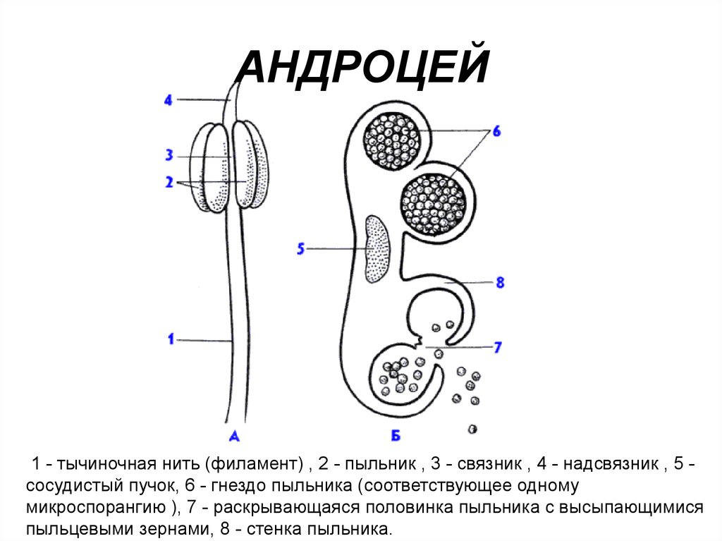 Андроцей. Общая характеристика андроцея. Строение андроцея. Андроцей строение пыльника. Андроцей. Строение тычинки, микроспорогенез ..