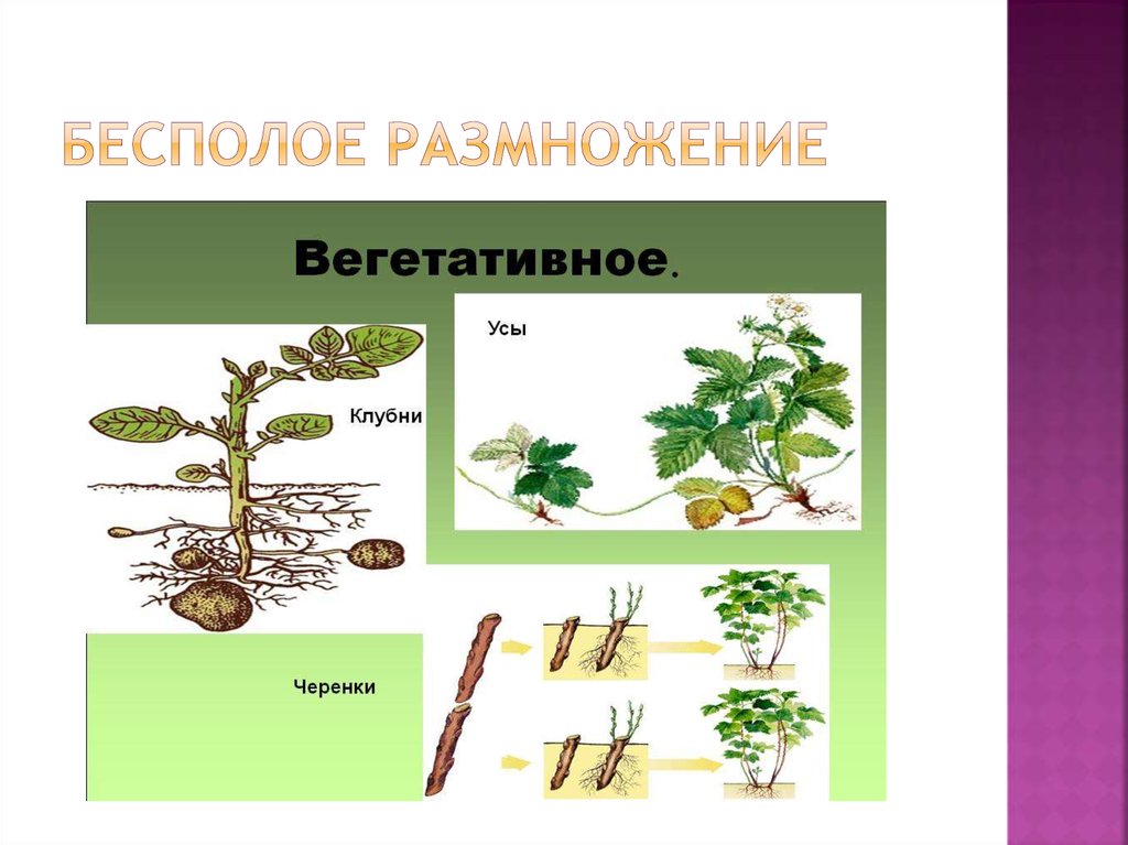 Бесполое размножение