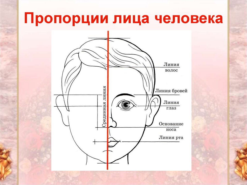 Эстетические пропорции лица презентация