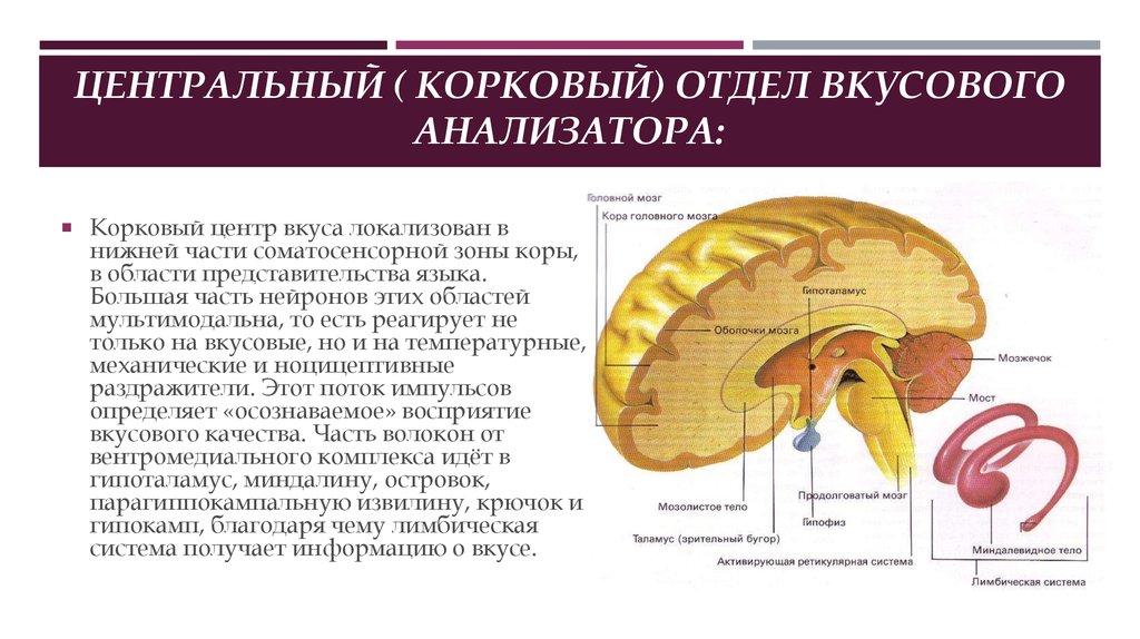 Презентация по биологии вкусовые анализаторы