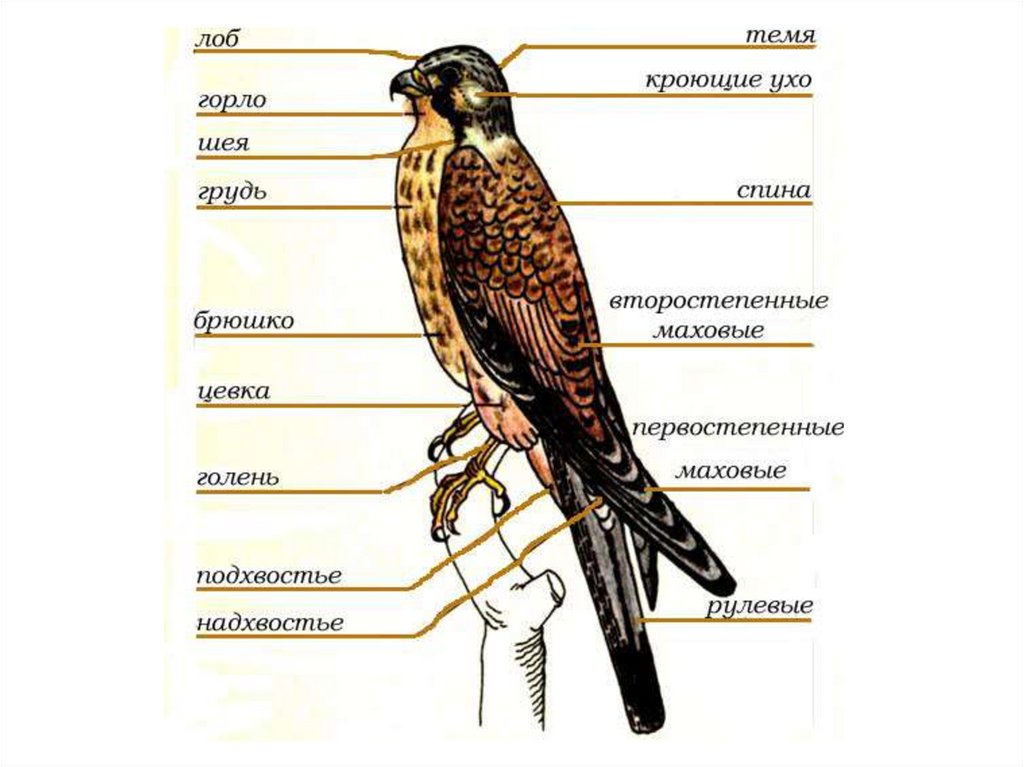 Форма тела птиц особенности строения значение. Строение тела птицы. Внешнее строение птиц. Внешнее и внутреннее строение птиц. Хвост птицы внешнее строение.