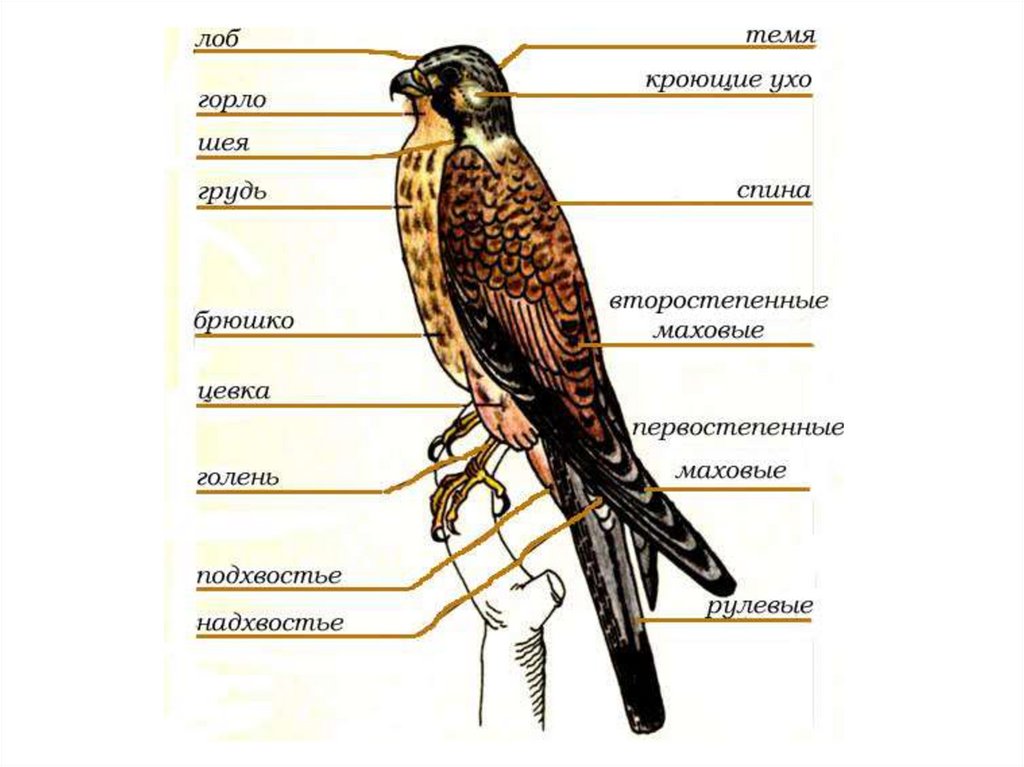 Изучите внешнее строение. Анатомия Сокола. Козодоеобразные птицы строение тела. Подхвостье у птиц. Части тела птиц грудь.